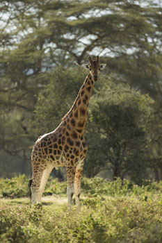 giraffe
